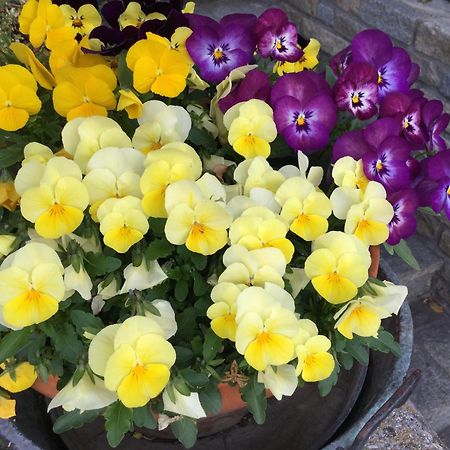 B&B Les Fleurs Gignod Dış mekan fotoğraf