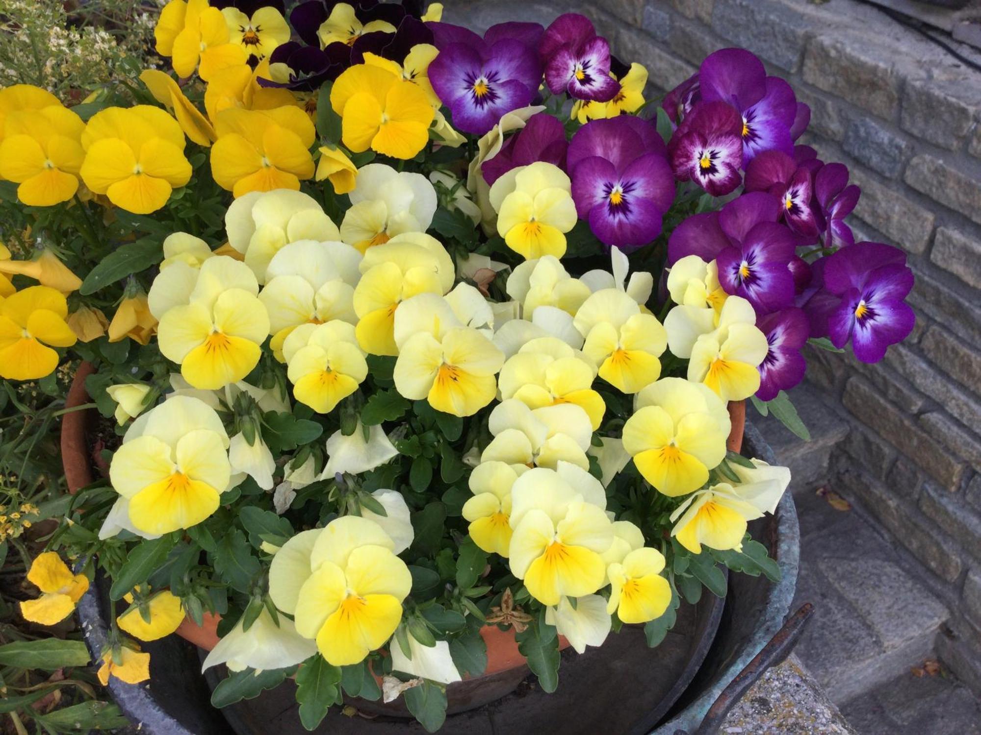B&B Les Fleurs Gignod Dış mekan fotoğraf